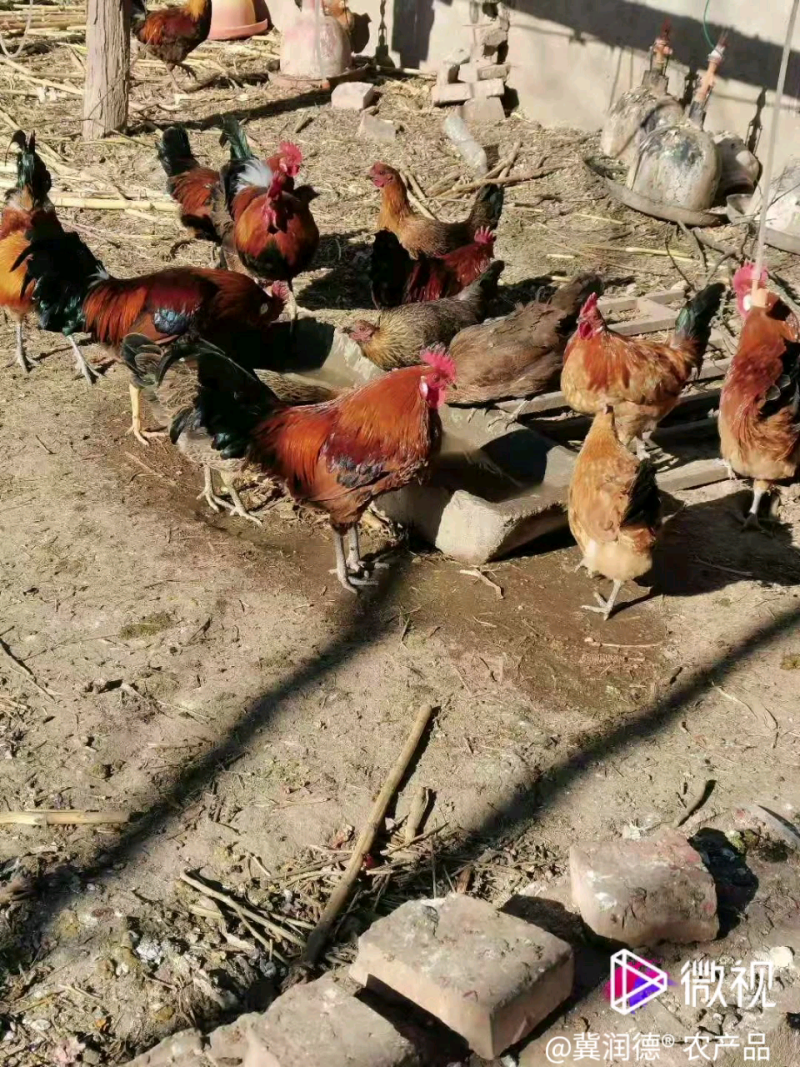 冀润德®土鸡蛋散养土鸡土鸡蛋林下散养土鸡