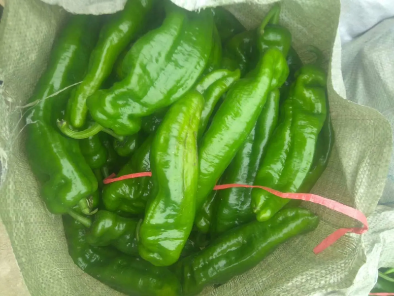 精品薄皮产地直发品质保证量大从优一手货源欢迎联