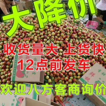 油桃曙光09油桃金蕾，日供应量十万斤大量有货