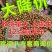 油桃曙光09油桃金蕾，日供应量十万斤大量有货