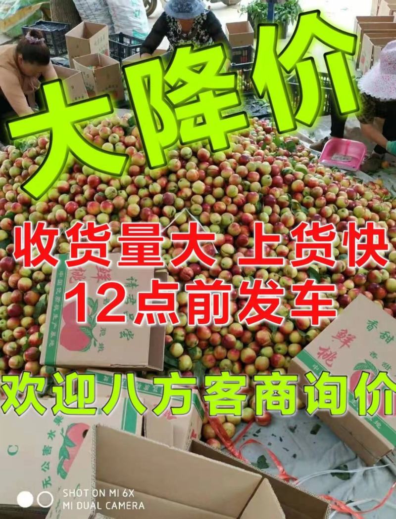 油桃曙光09油桃金蕾，日供应量十万斤大量有货
