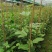 钦蜜9号黄金百香果苗芭乐味、蜂蜜味黄金百香果苗