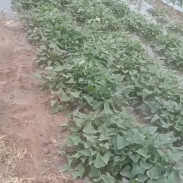露天红薯苗供应，面积很大，百十亩产地地头出货新鲜苗供应