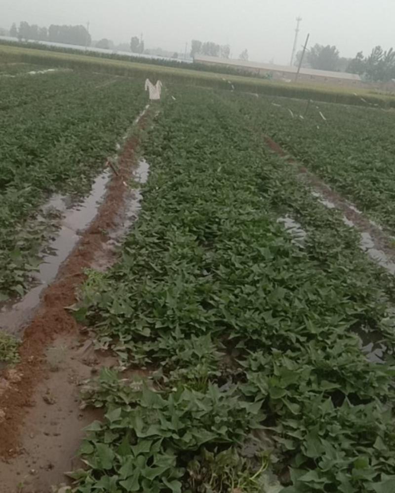 露天红薯苗供应，面积很大，百十亩产地地头出货新鲜苗供应