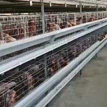 厂家直销层叠蛋鸡笼肉鸡笼种鸡笼育雏笼等自动化养殖设备
