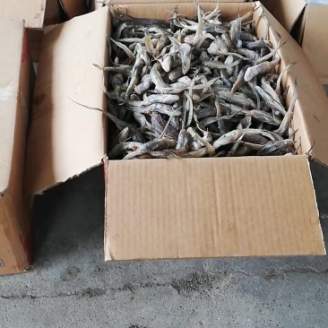 优质产品深海籽鱼gg