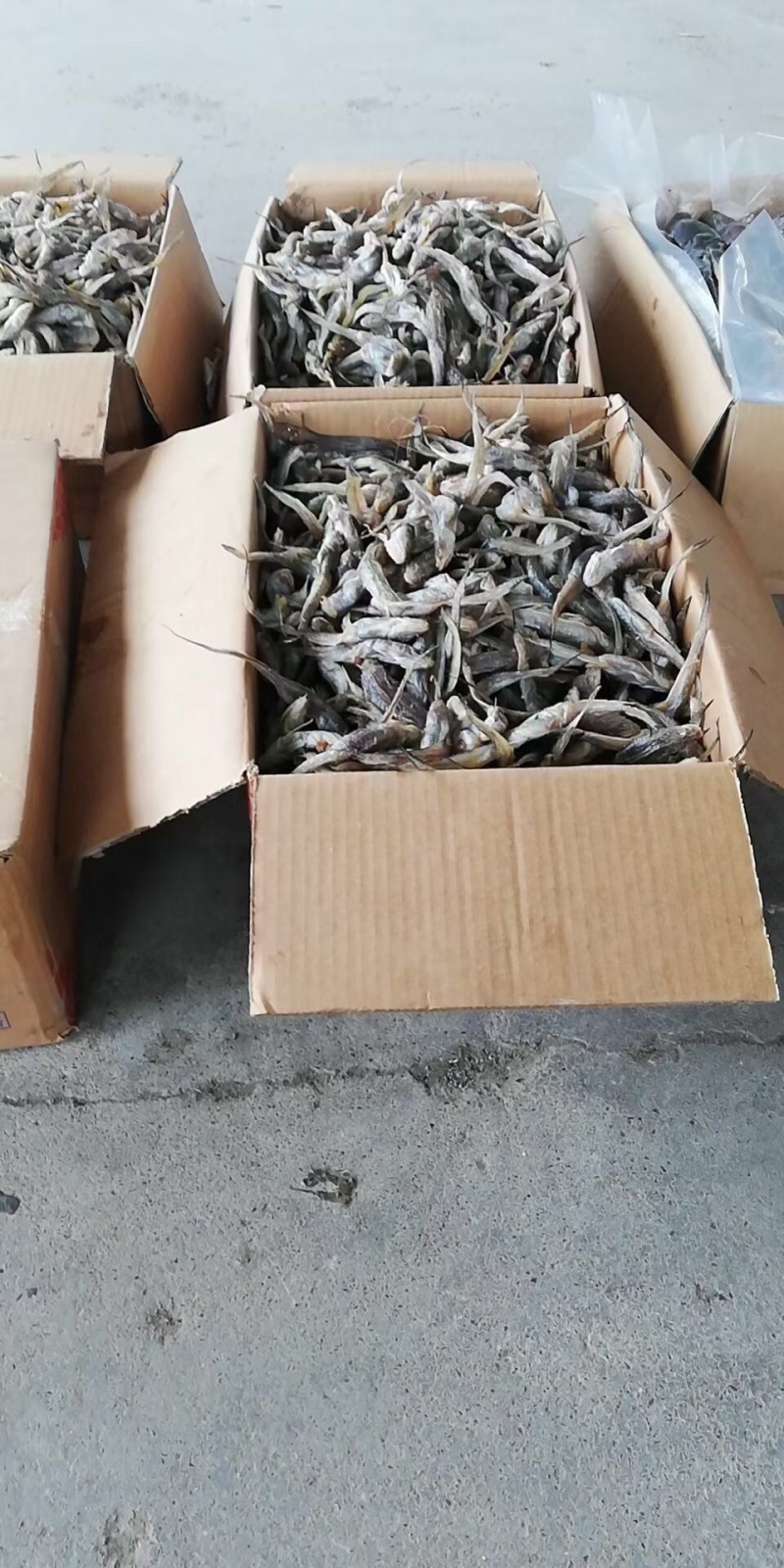 优质产品深海籽鱼gg