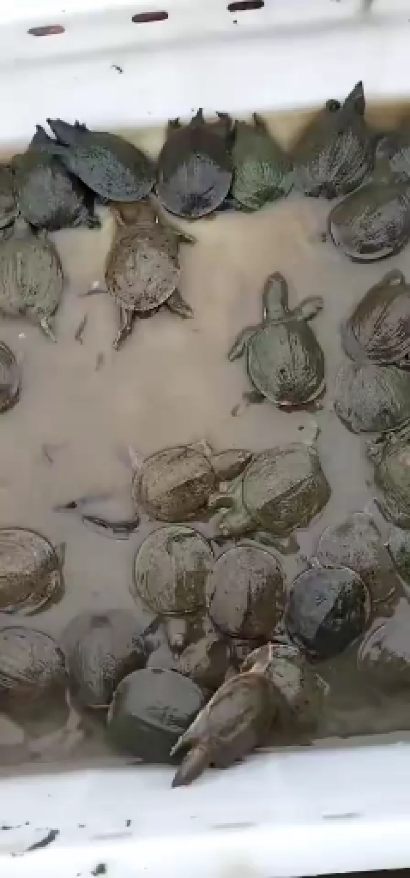 中华鳖水鱼苗、黄沙鳖水鱼苗优质A货！量大从优、质优价廉！