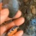 中华鳖水鱼苗、黄沙鳖水鱼苗优质A货！量大从优、质优价廉！