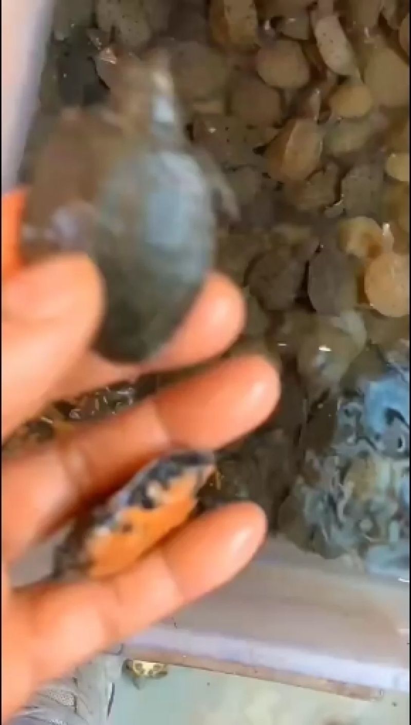 中华鳖水鱼苗、黄沙鳖水鱼苗优质A货！量大从优、质优价廉！