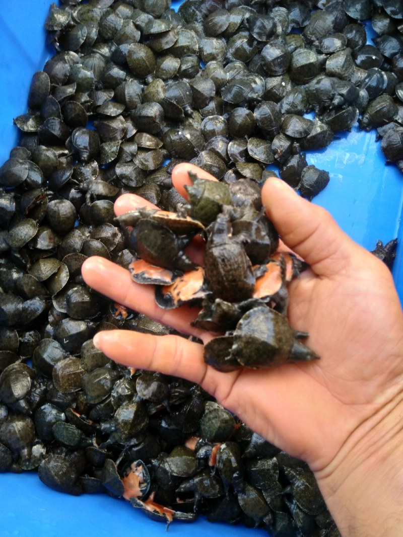 中华鳖水鱼苗、黄沙鳖水鱼苗优质A货！量大从优、质优价廉！