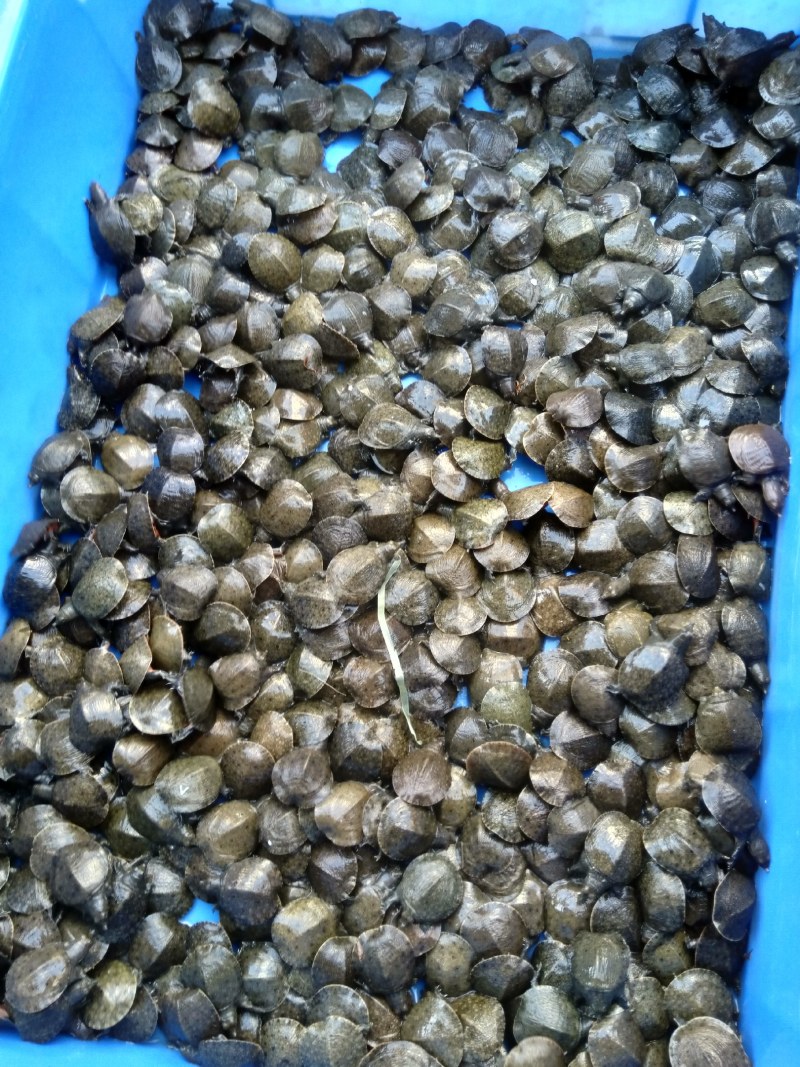 中华鳖水鱼苗、黄沙鳖水鱼苗优质A货！量大从优、质优价廉！