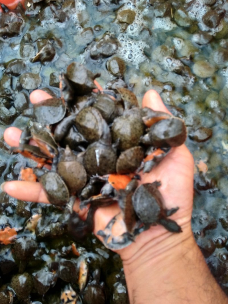中华鳖水鱼苗、黄沙鳖水鱼苗优质A货！量大从优、质优价廉！