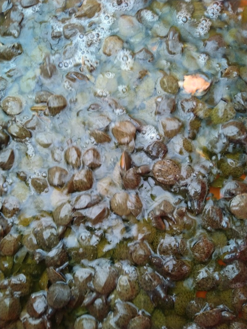 中华鳖水鱼苗、黄沙鳖水鱼苗优质A货！量大从优、质优价廉！