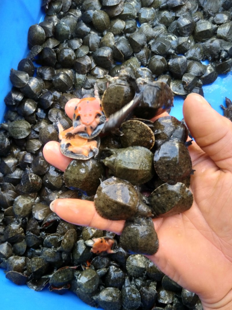 中华鳖水鱼苗、黄沙鳖水鱼苗优质A货！量大从优、质优价廉！