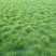 草坪