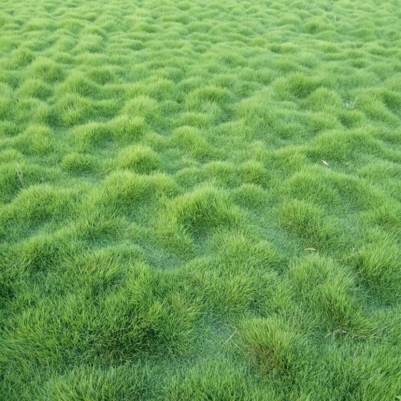 草坪