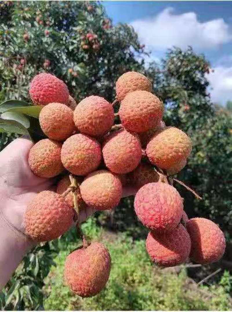 大量供应电白，白糖罂荔枝一手货源欢迎来聊