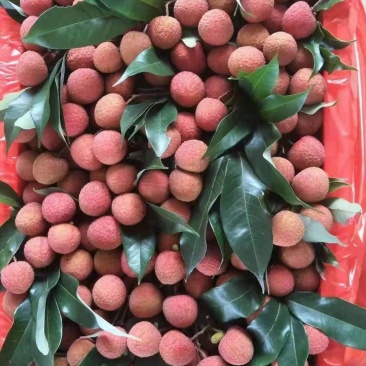 大量供应电白，白糖罂荔枝一手货源欢迎来聊