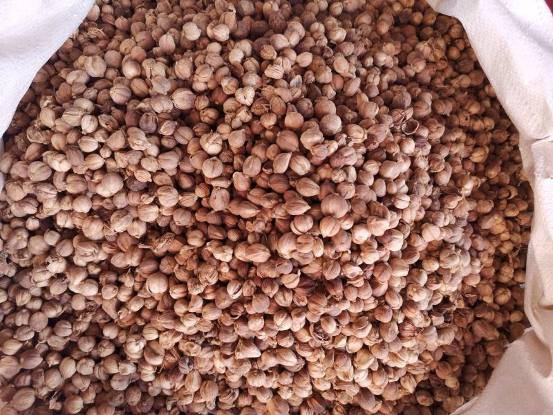 优质进口白豆蔻红豆蔻肉豆蔻紫豆蔻规格齐全量大从优