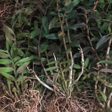 种苗