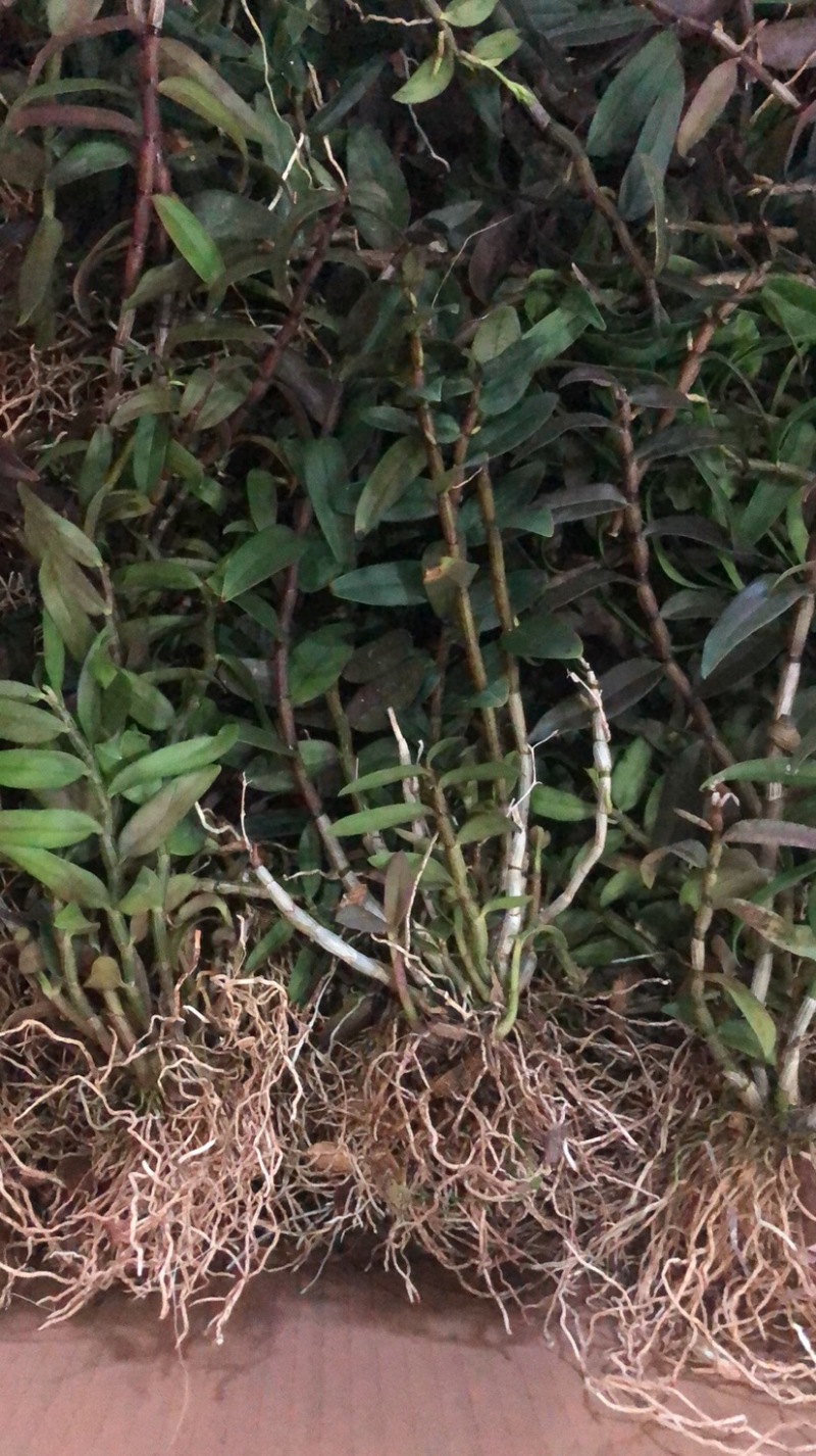 种苗