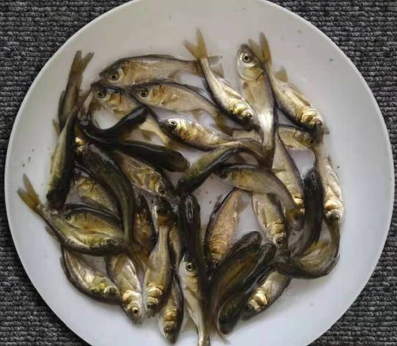 花鲢鱼苗-抗病力强，生长速度快品种优良，经济前景好