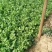 香菜大叶香菜产地直销大量上市适合各大小超市批发市场