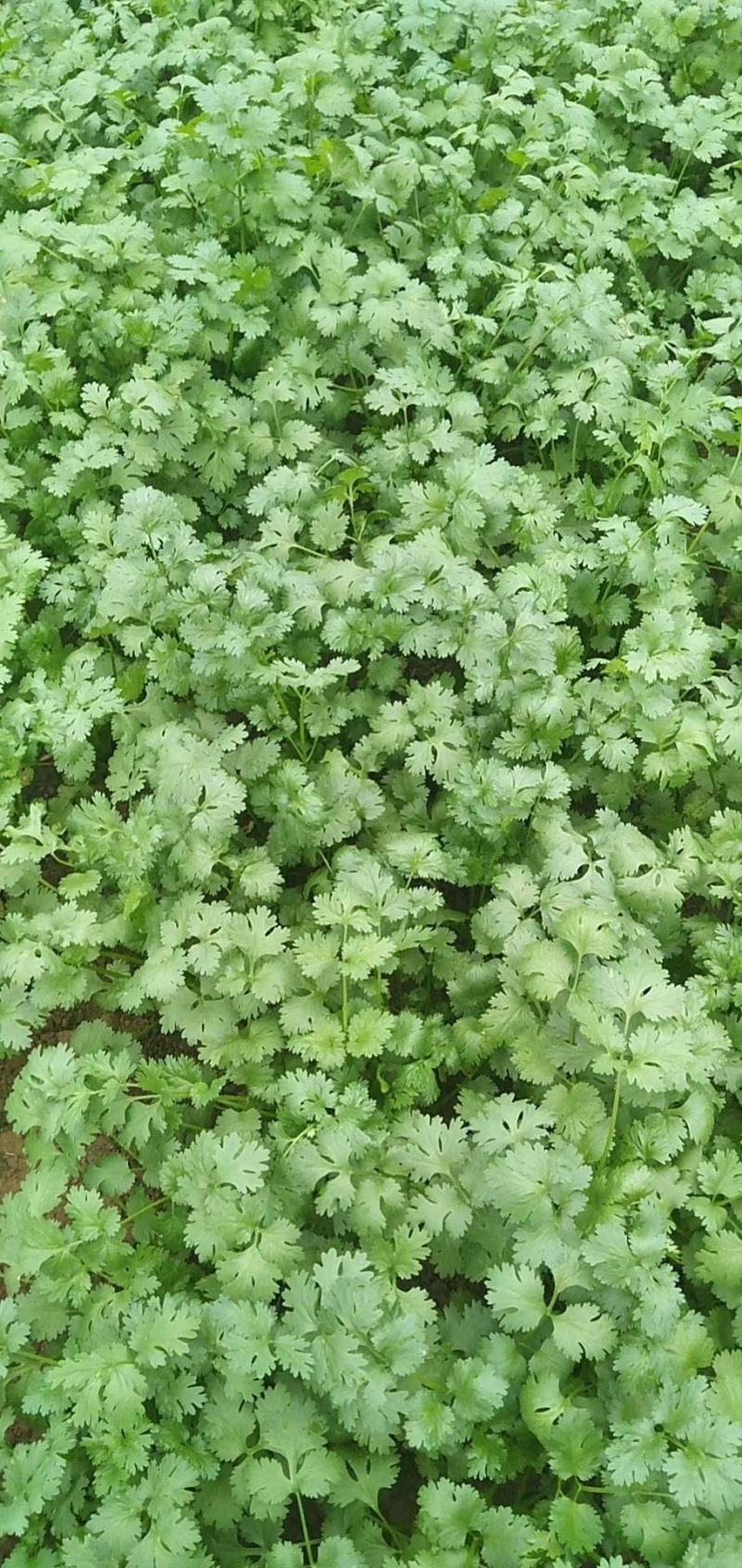 香菜大叶香菜产地直销大量上市适合各大小超市批发市场