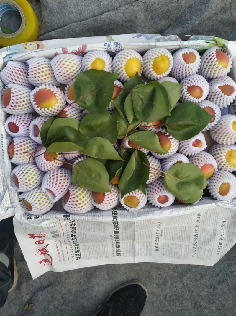 丰园红杏，色泽艳丽，口感酸甜，熟透后特甜，多汁