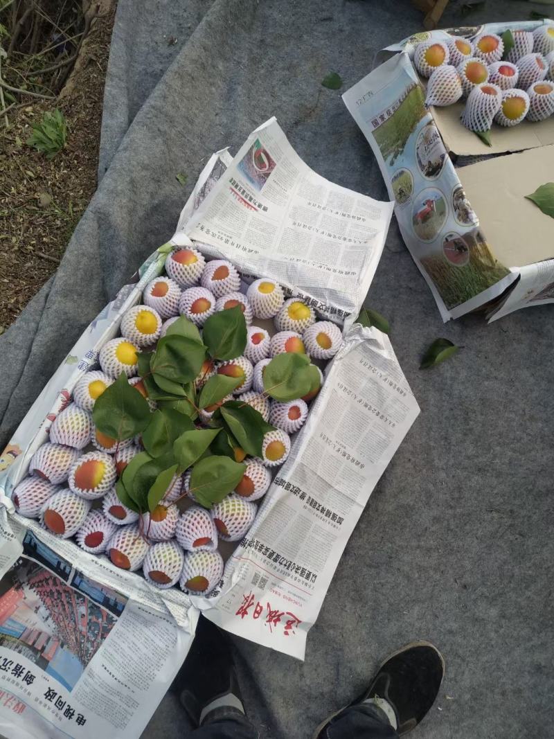 丰园红杏，色泽艳丽，口感酸甜，熟透后特甜，多汁