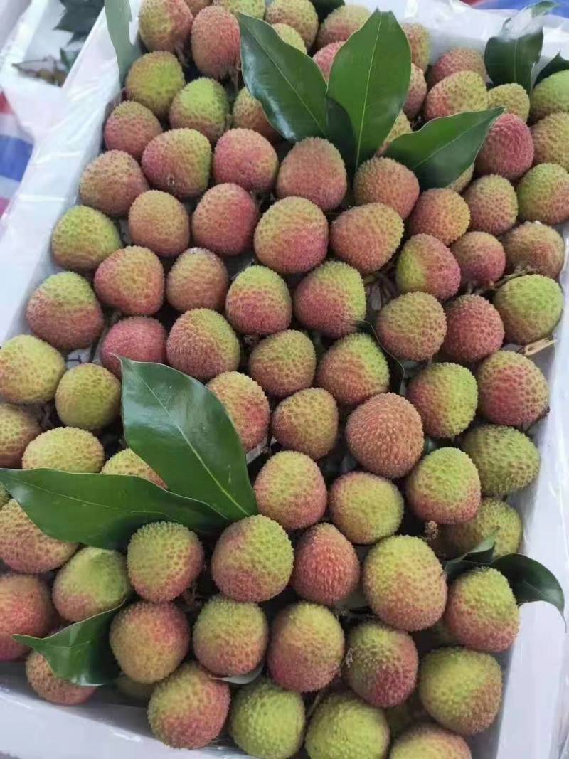 大量供应广东茂名电白妃子笑一手货源欢迎各老板来聊