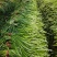 红帽蒜苔大量上市