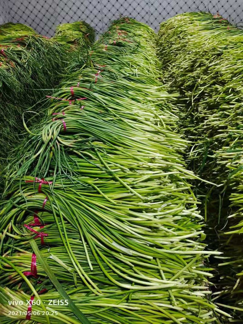 红帽蒜苔大量上市