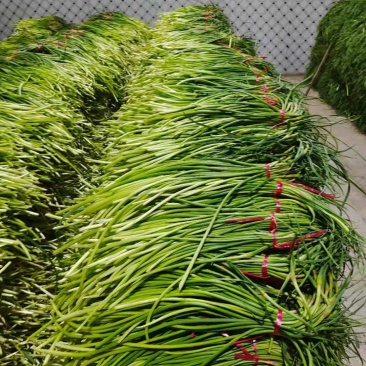 红帽蒜苔大量上市