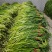红帽蒜苔大量上市