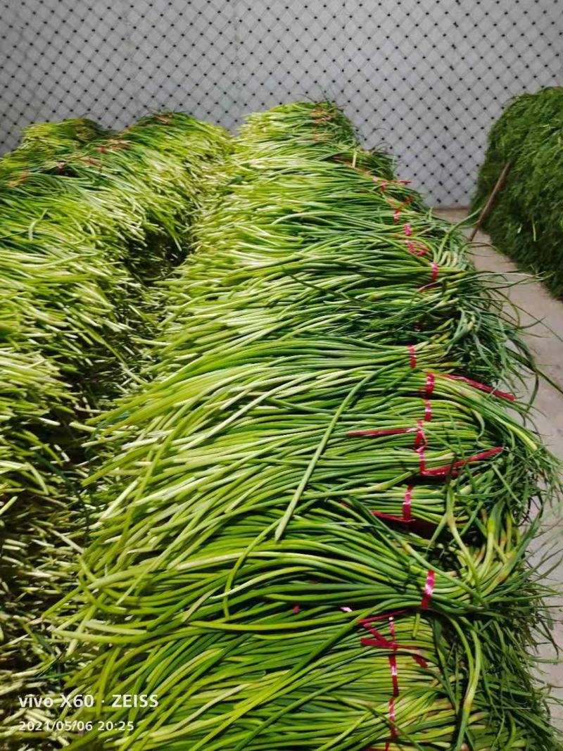 红帽蒜苔大量上市