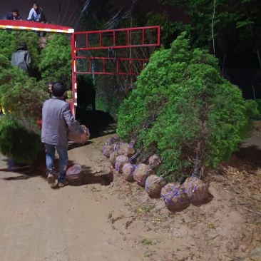 各种松柏类基地，塔柏基地，塔柏产地，塔柏批发