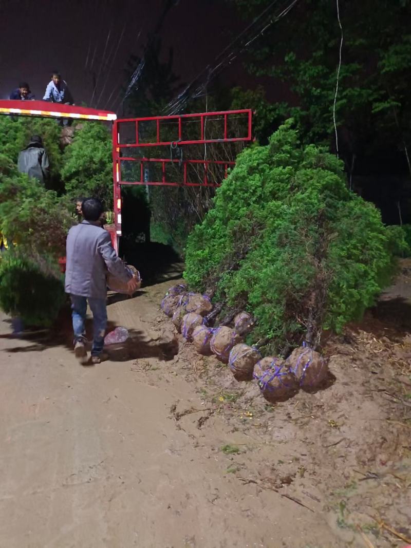 各种松柏类基地，塔柏基地，塔柏产地，塔柏批发