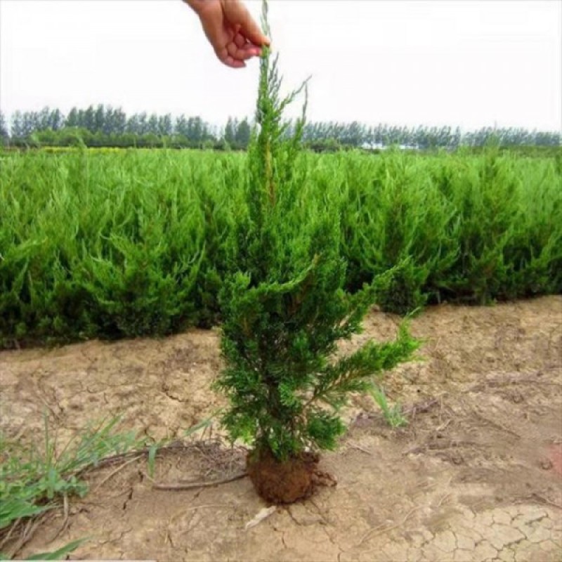 各种松柏类基地，塔柏基地，塔柏产地，塔柏批发
