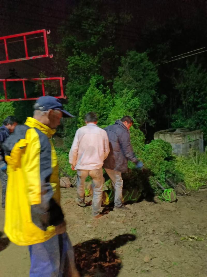 各种松柏类基地，塔柏基地，塔柏产地，塔柏批发