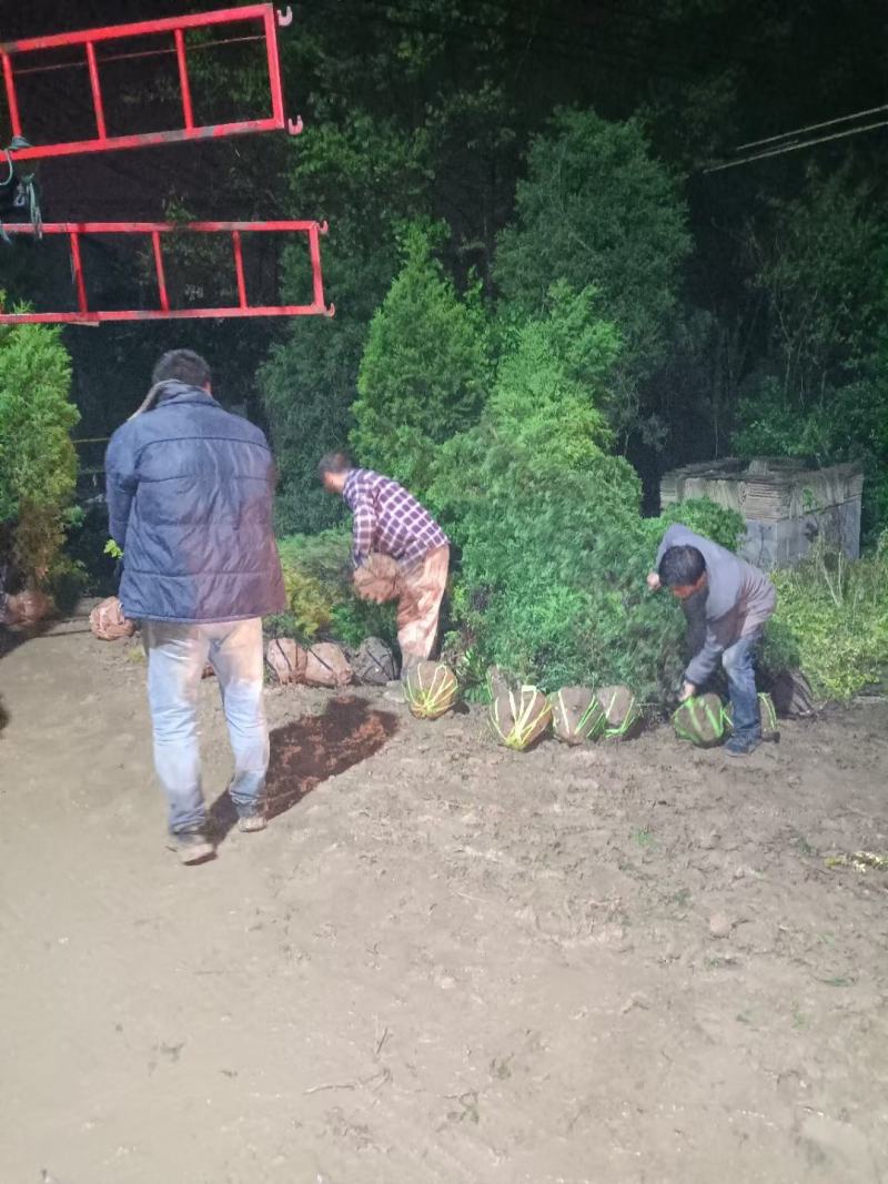 各种松柏类基地，塔柏基地，塔柏产地，塔柏批发