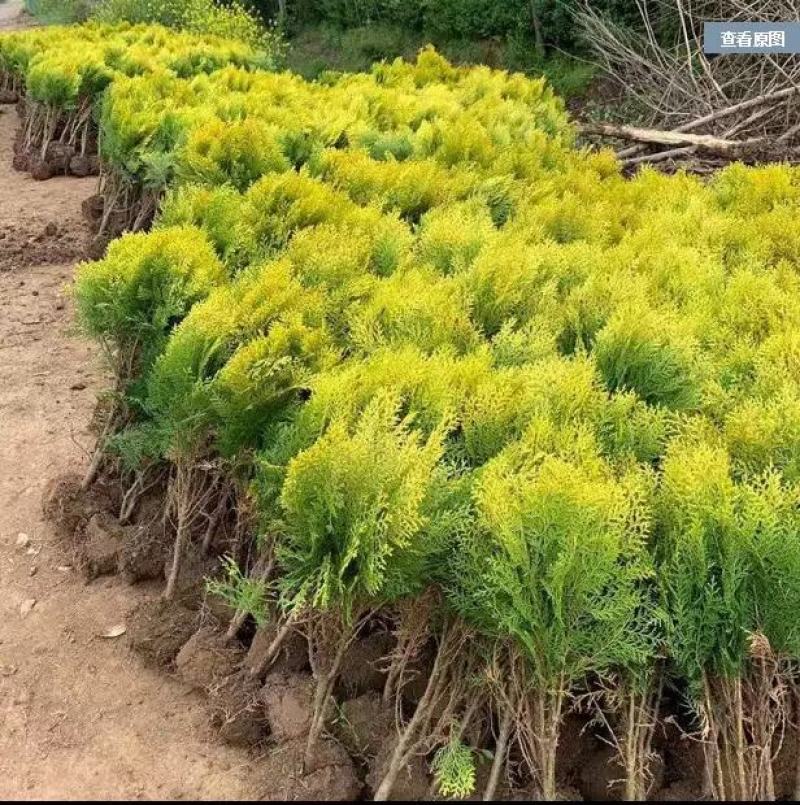 各种松柏类基地，塔柏基地，塔柏产地，塔柏批发