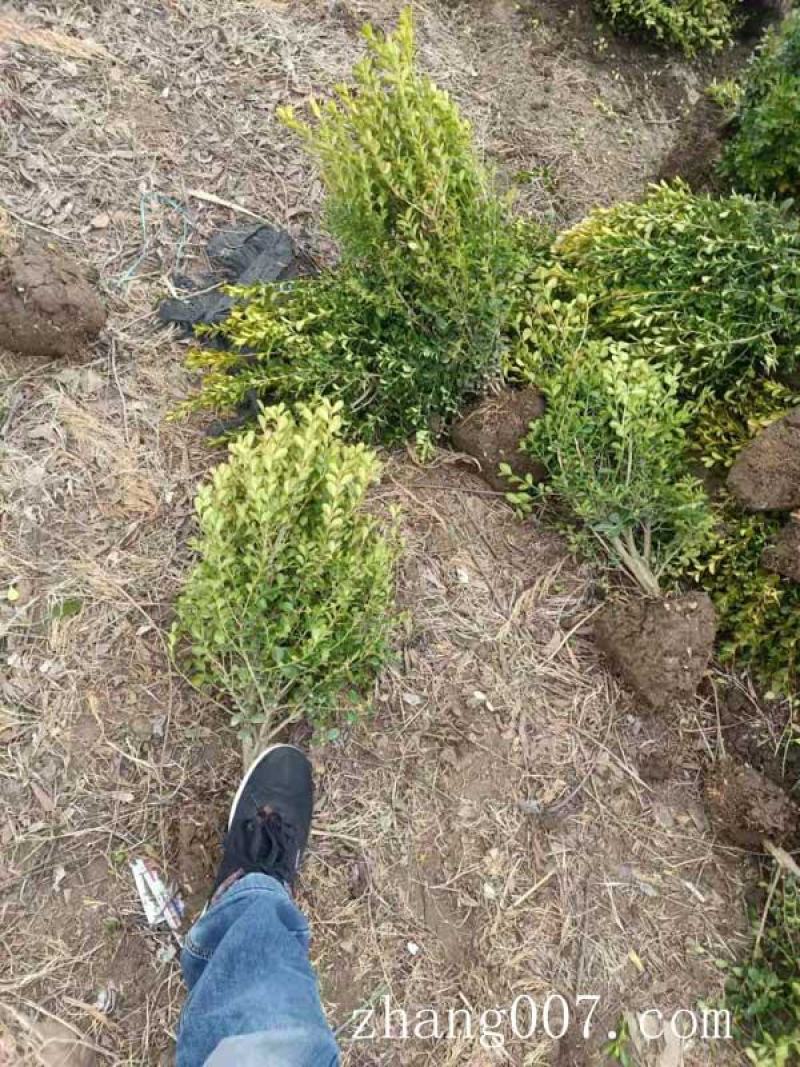 各种松柏类基地，塔柏基地，塔柏产地，塔柏批发