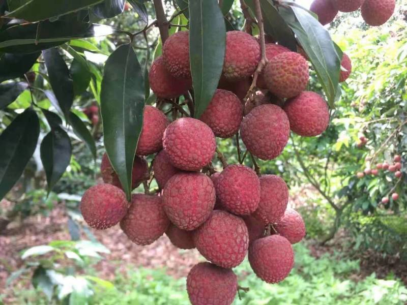 大量供应广东茂名电白黑叶荔枝一手货源现摘现发
