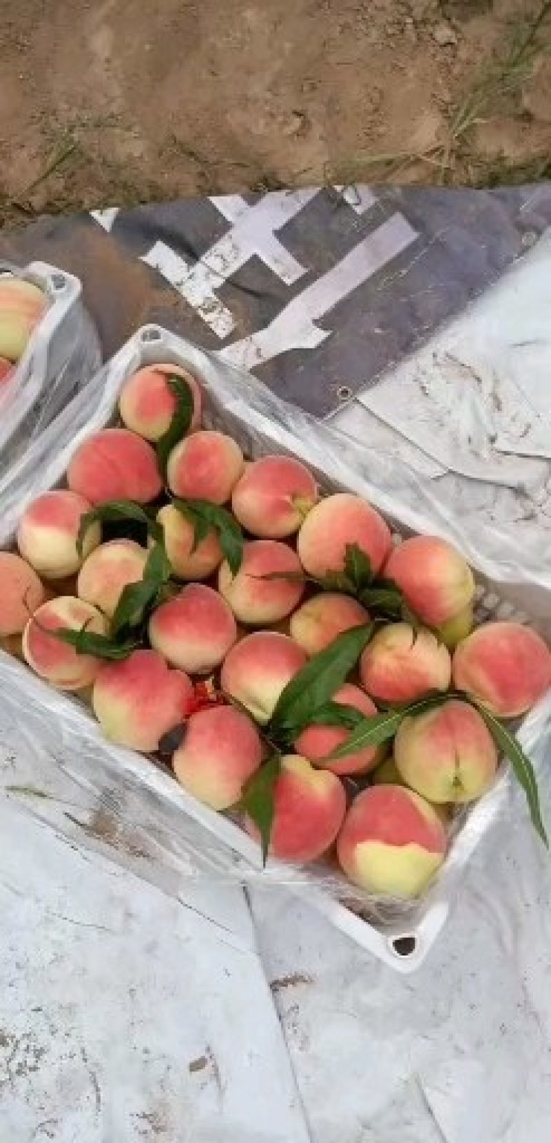 陕西郑二毛桃郑三毛桃价格，毛桃基地直供，可视频看货