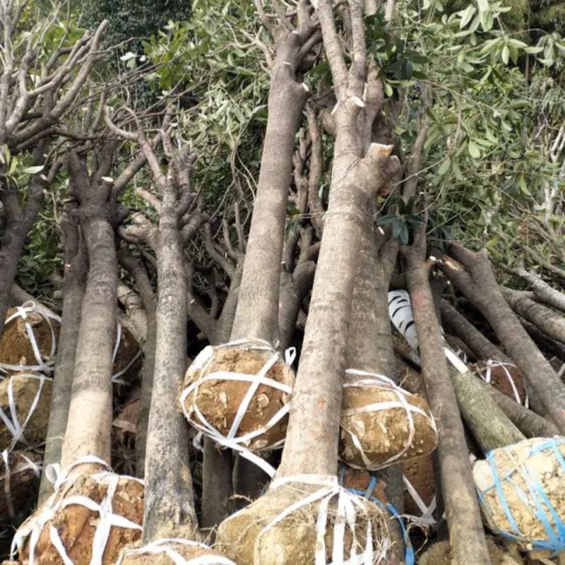 桂花树，庭院浓香桂花大树桩占地，可视频看货