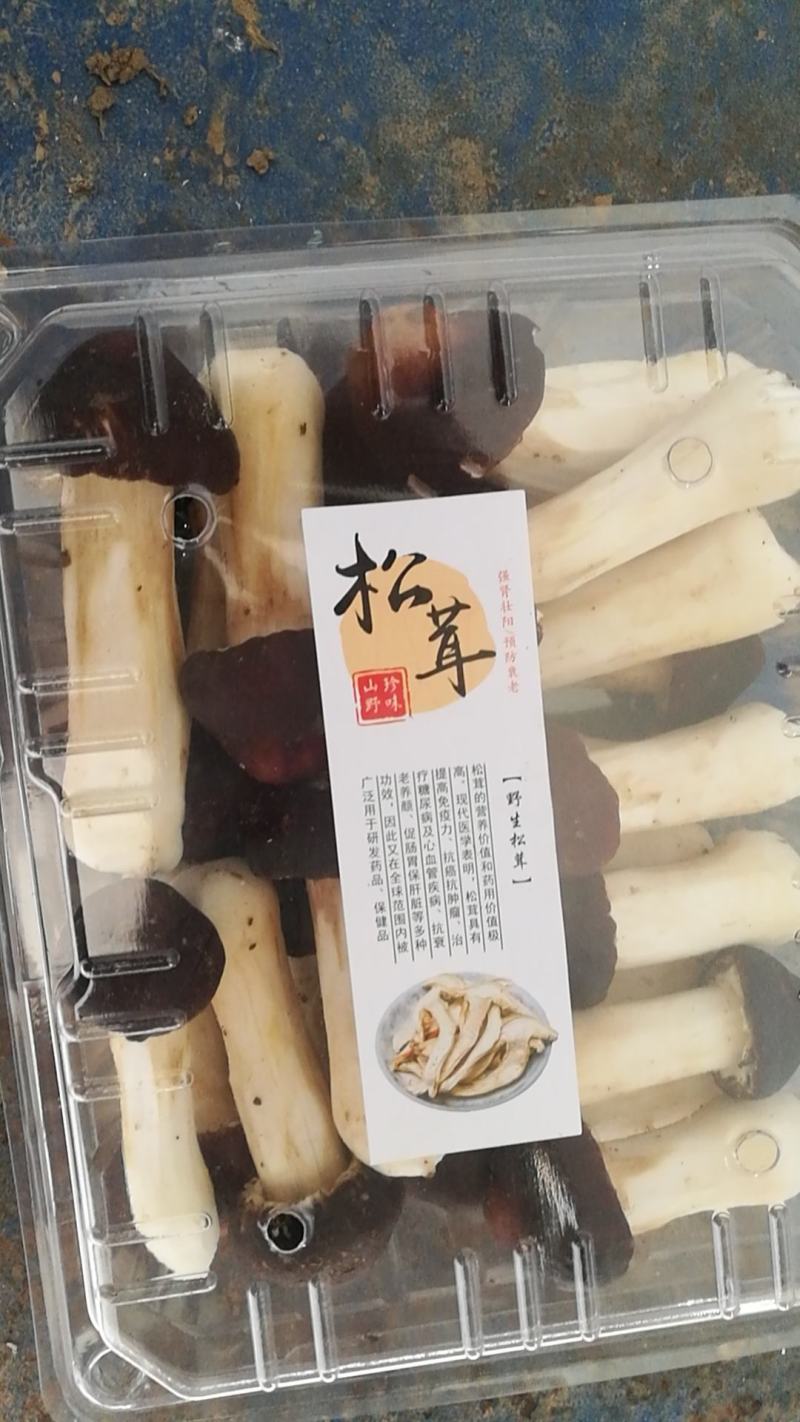 松茸菌菇蘑菇类食用菌鲜货干货基地直供