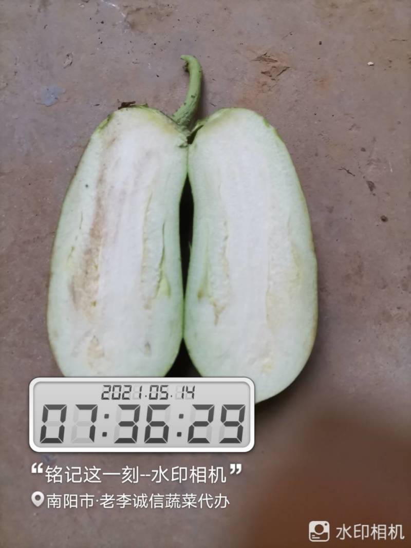 青茄果实表面油绿发亮，果形长卵圆形，果肉青白色，肉质细嫩