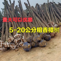 批发香樟树苗香樟大树直径1-30公分原生全冠带帽截杆樟树